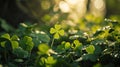 an image showing pictures of a green clover