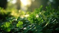 an image showing pictures of a green clover