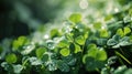 an image showing pictures of a green clover