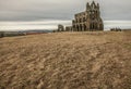 The Whitby Abby, a meadow covered with straw.