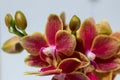 Pink and yellow miniature moth orchid blooms with white background Royalty Free Stock Photo