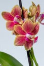 Pink and yellow miniature moth orchid blooms with white background Royalty Free Stock Photo