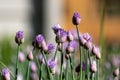 Budding pink flower chives in a sunny garden