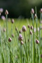 Budding pink flower chives in a sunny garden