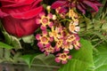 Florist bouquet featuring a pink and yellow waxflowers Royalty Free Stock Photo