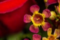 Florist bouquet featuring a pink and yellow waxflowers Royalty Free Stock Photo