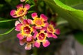 Florist bouquet featuring a pink and yellow waxflowers Royalty Free Stock Photo