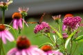 Monarch butterfly feeding on a pink swamp milkweed flower