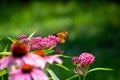 Monarch butterfly feeding on a pink swamp milkweed flower