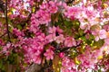 Abstract texture background view of beautiful deep pink apple tree blossoms Royalty Free Stock Photo