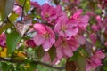 Abstract texture background view of beautiful deep pink apple tree blossoms Royalty Free Stock Photo