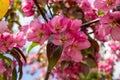 Abstract texture background view of beautiful deep pink apple tree blossoms Royalty Free Stock Photo