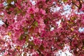 Abstract texture background view of beautiful deep pink apple tree blossoms Royalty Free Stock Photo