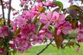 Abstract texture background view of beautiful deep pink apple tree blossoms Royalty Free Stock Photo