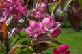 Abstract texture background view of beautiful deep pink apple tree blossoms Royalty Free Stock Photo