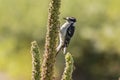 Hungry Downy Woodpecker Looking for Breakfast