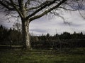 Old apple tree after pruning with lots of cutted branches