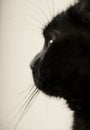 Gatito, the black cat, a fluffy profile.