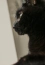 Gatito, the black cat, a profile. Royalty Free Stock Photo