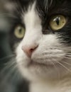 Sweepy, black and white cat - the face. Royalty Free Stock Photo