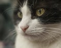 Sweepy, black and white cat - closeup his mouth and eyes. Royalty Free Stock Photo