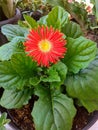 This image shows a bright and beautiful red Gerbera daisy in full bloom. Royalty Free Stock Photo
