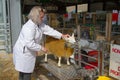 A Cheviot sheep being prepared for competition at the Royal Welsh Show Royalty Free Stock Photo