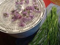 Chive Allium Schoenoprasum Blossoms and Chives Ready to be Dried in a Dehydrator 2