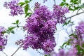 Macro texture view of blooming Chinese lilac flowers Royalty Free Stock Photo