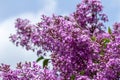 Macro texture view of blooming Chinese lilac flowers Royalty Free Stock Photo