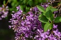 Macro texture view of blooming Chinese lilac flowers Royalty Free Stock Photo