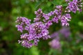 Macro texture view of blooming Chinese lilac flowers Royalty Free Stock Photo