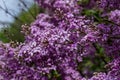 Macro texture view of blooming Chinese lilac flowers Royalty Free Stock Photo