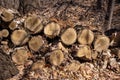 Abstract texture view of a stack of firewood logs Royalty Free Stock Photo