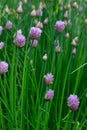 Close up view of fresh purple flower blossoms on a chives plant Royalty Free Stock Photo