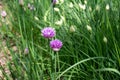 Close up view of fresh purple flower blossoms on a chives plant Royalty Free Stock Photo