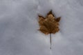 Close up abstract view of a single dried maple leaf on a blanket of snow Royalty Free Stock Photo