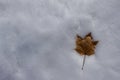 Close up abstract view of a single dried maple leaf on a blanket of snow Royalty Free Stock Photo