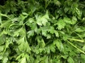 Healthy organic Italian parsley a close-up of a bunch of lush green leaves Royalty Free Stock Photo