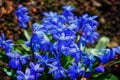 The image shows a close-up of a cluster of small, bright blue flowers with six petals each, surrounded by dark green leaves and