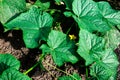 The image shows a close-up of a cucumber plant with large green leaves and a small yellow flower growing in a garden with dark Royalty Free Stock Photo