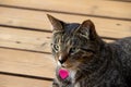 Gray striped tabby cat on a wooden deck