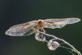 Macro of a Small Dragonfly, upon a small Twig