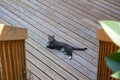 Gray and brown striped tabby cat Royalty Free Stock Photo