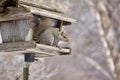 Close Up View Of A Bushy Tail Gray Squirrel Sitting On Rustic Bird Feeder