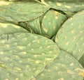 Green healthy organic cactus leaves shows close-up Royalty Free Stock Photo