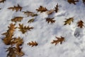 Close up view of fallen oak leaves on a snow covered ground on a sunny winter day Royalty Free Stock Photo