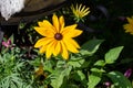 Close up texture view of a beautiful yellow gloriosa daisy in a sunny garden