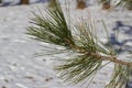 Close up view of a pine tree branch in winter with snow covered background Royalty Free Stock Photo