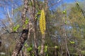 Emerging bright yellow catkins on a river birch tree